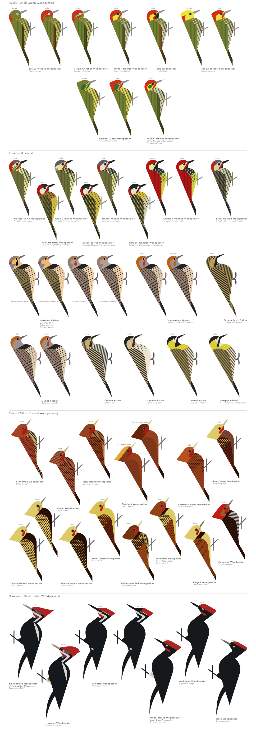 scott partridge - ave - avian vector encyclopedia - woodpeckers - piciformes - vector bird art