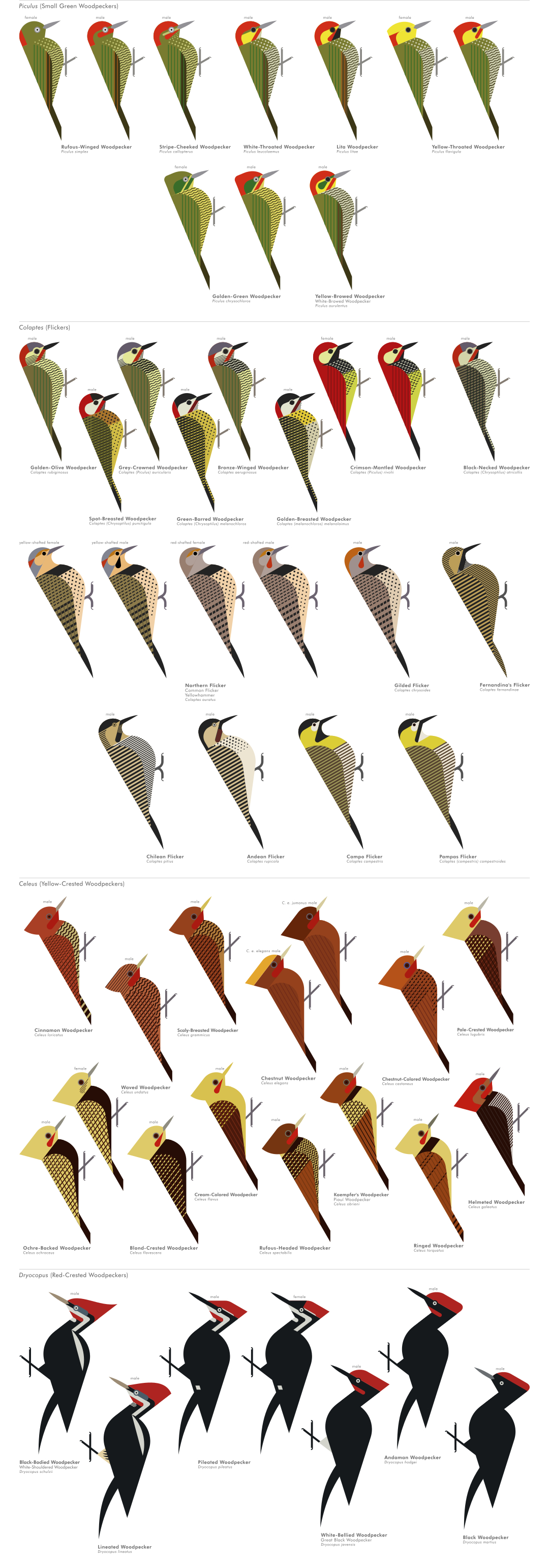 scott partridge - ave - avian vector encyclopedia - woodpeckers - piciformes - vector bird art