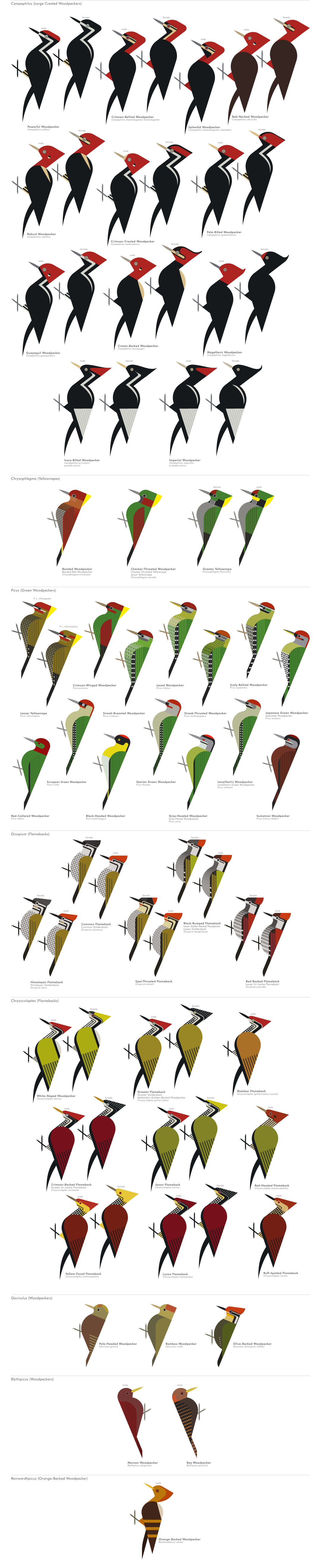 scott partridge - ave - avian vector encyclopedia - woodpeckers - piciformes - vector bird art