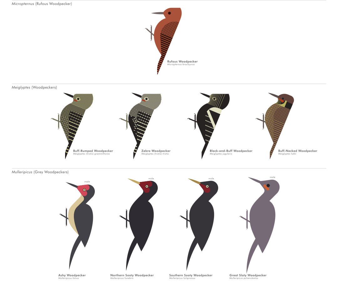 scott partridge - ave - avian vector encyclopedia - woodpeckers - piciformes - vector bird art