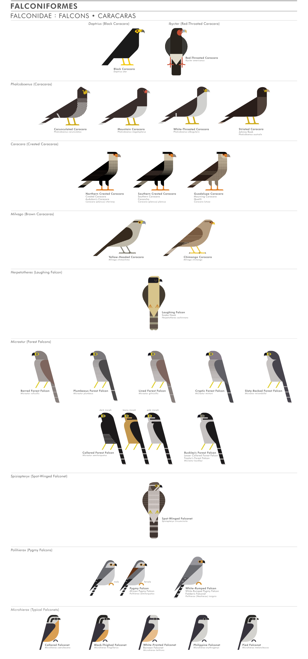 scott partridge - ave - avian vector encyclopedia - falcons - vector bird art