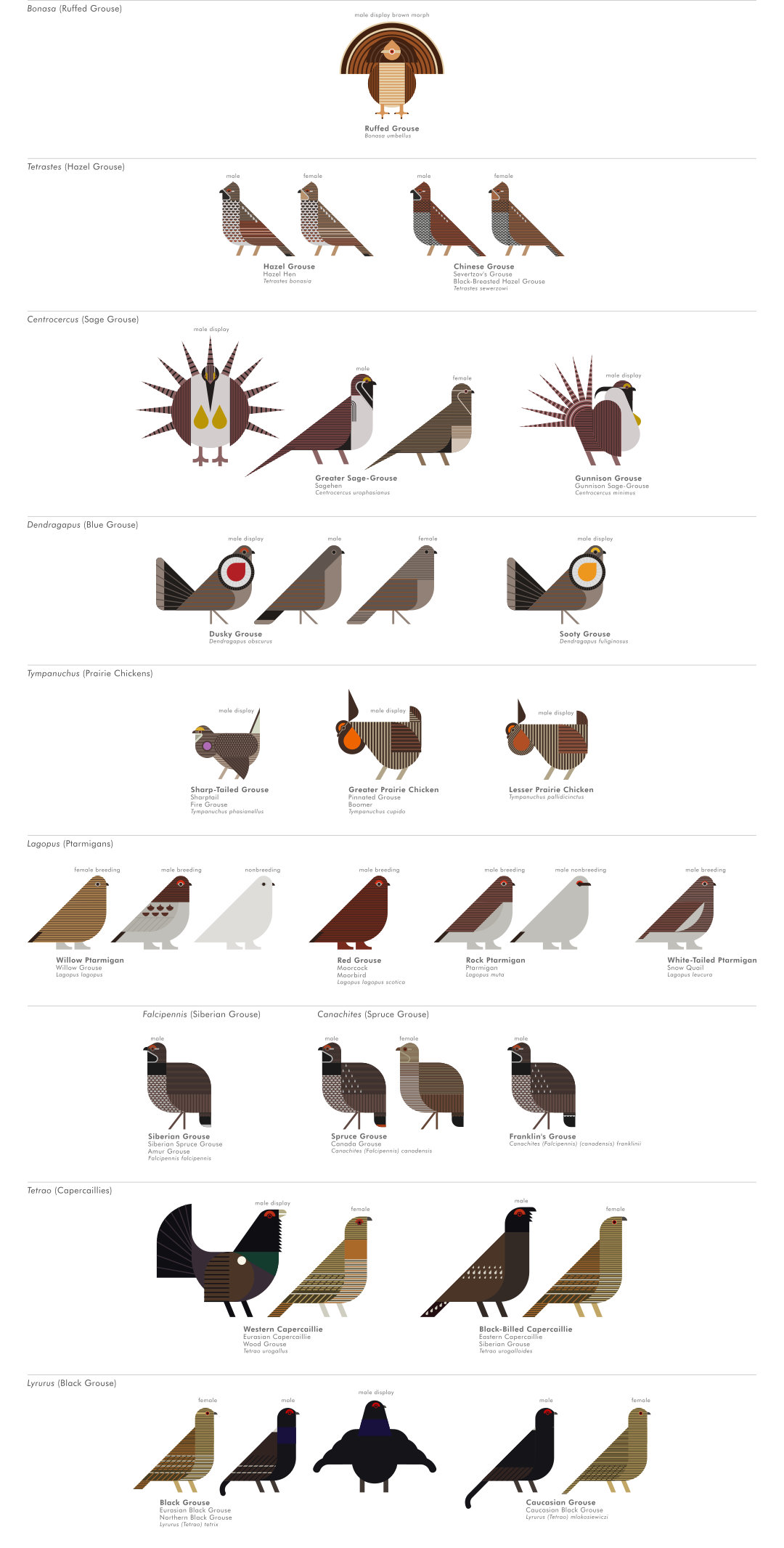 scott partridge - ave - avian vector encyclopedia - grouse - quail - bird vector art