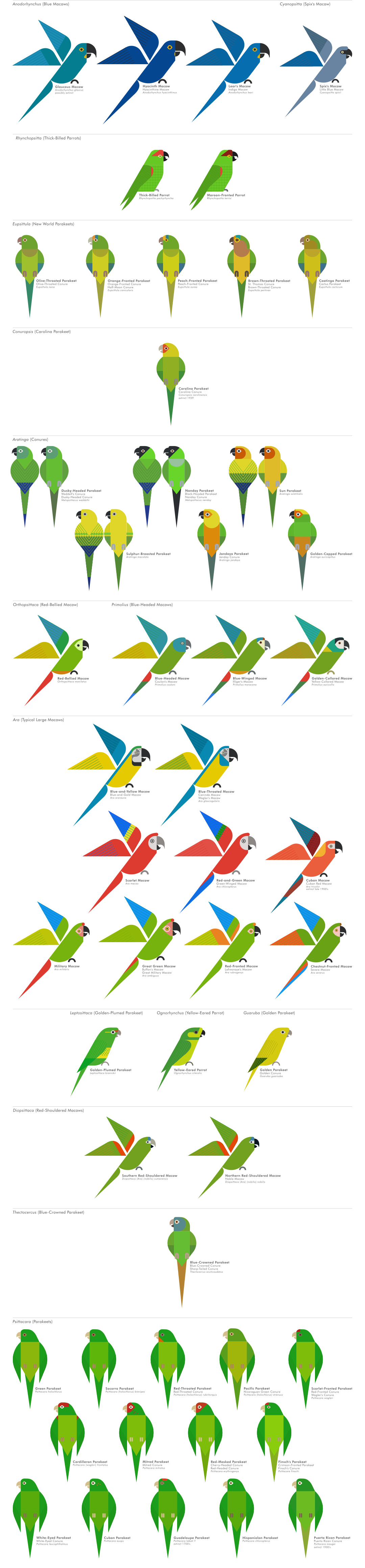 scott partridge - ave - avian vector encyclopedia - parrots - vector bird art