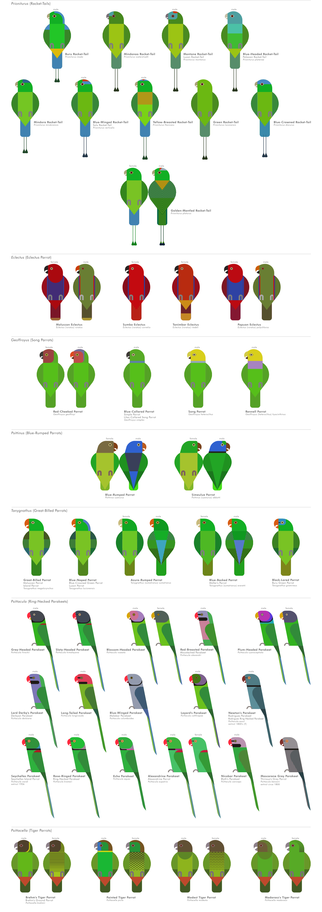 scott partridge - ave - avian vector encyclopedia - parrots - vector bird art