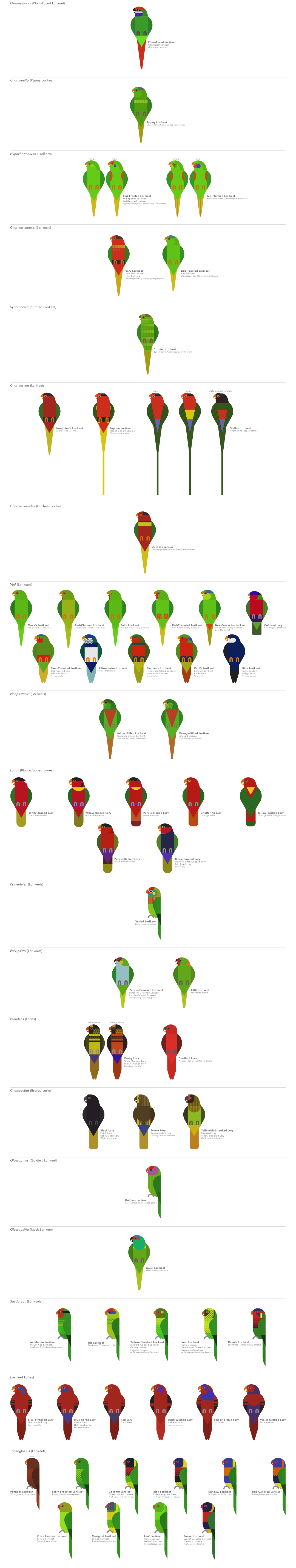 scott partridge - ave - avian vector encyclopedia - lorikeets - vector bird art