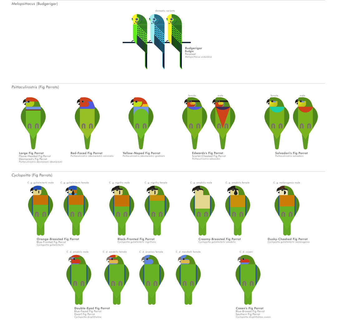 scott partridge - ave - avian vector encyclopedia - parrots - vector bird art