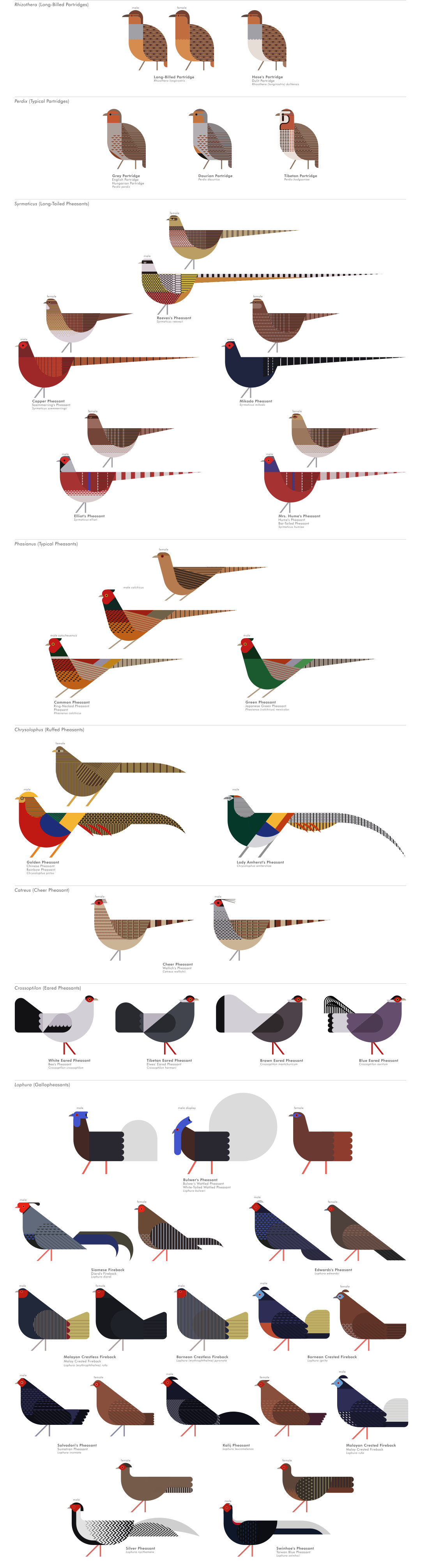 scott partridge - ave - avian vector encyclopedia - pheasants - bird vector art