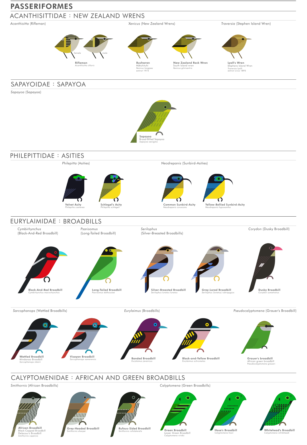 scott partridge - ave - avian vector encyclopedia - new zealand wrens ACANTHISITTIDAE - bird vector art