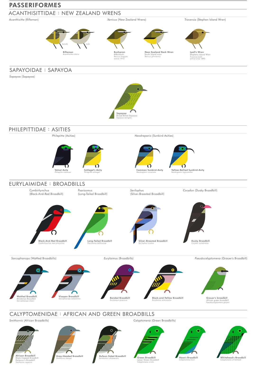 scott partridge - ave - avian vector encyclopedia - new zealand wrens ACANTHISITTIDAE - bird vector art