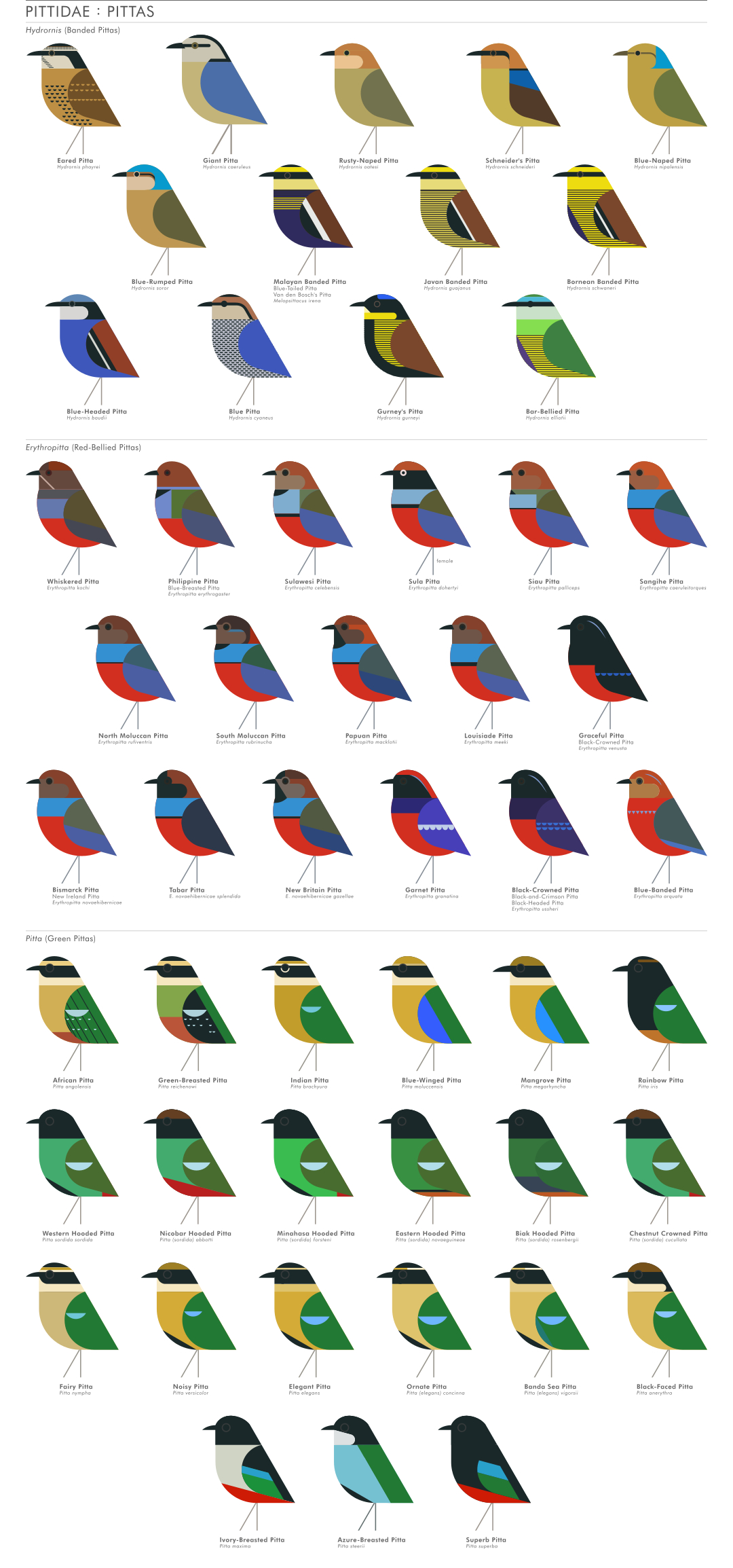 scott partridge - AVE - avian vector encyclopedia - pittas - pittidae - bird vector art