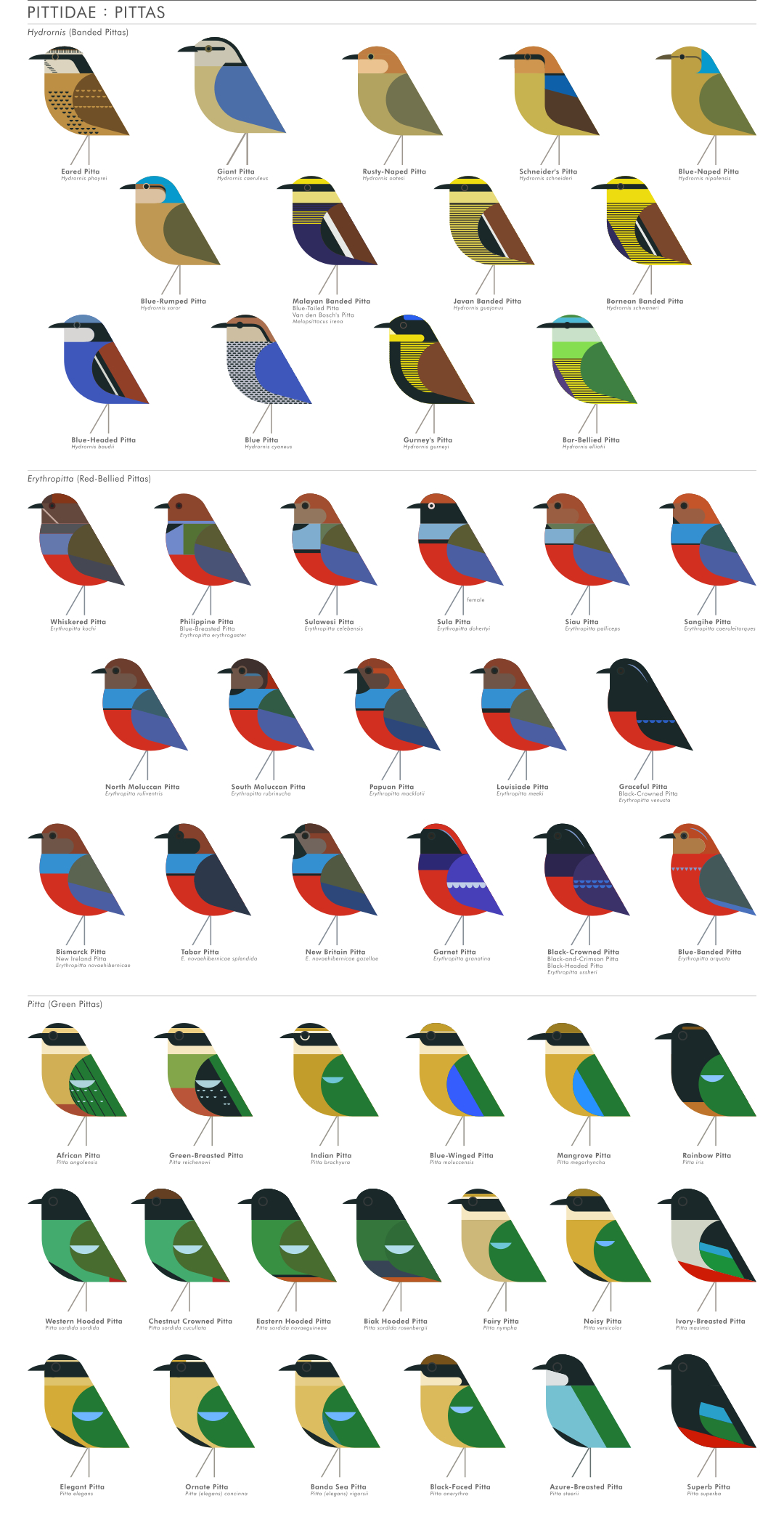 scott partridge - AVE - avian vector encyclopedia - pittas - pittidae - bird vector art