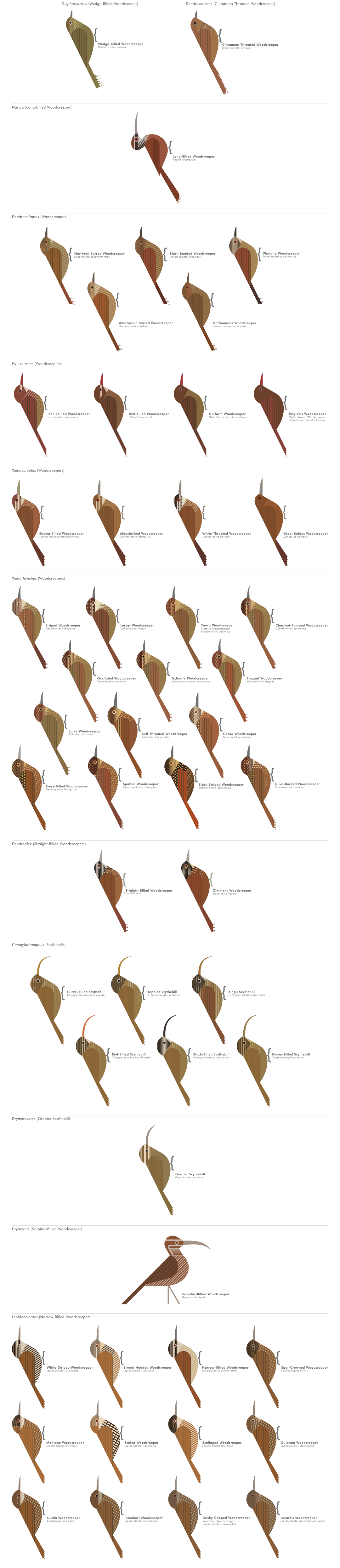 scott partridge - AVE - avian vector encyclopedia - furnariidae - bird vector art