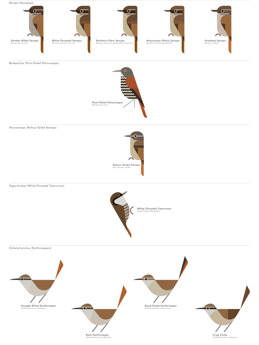 scott partridge - AVE - avian vector encyclopedia - furnariidae - bird vector art