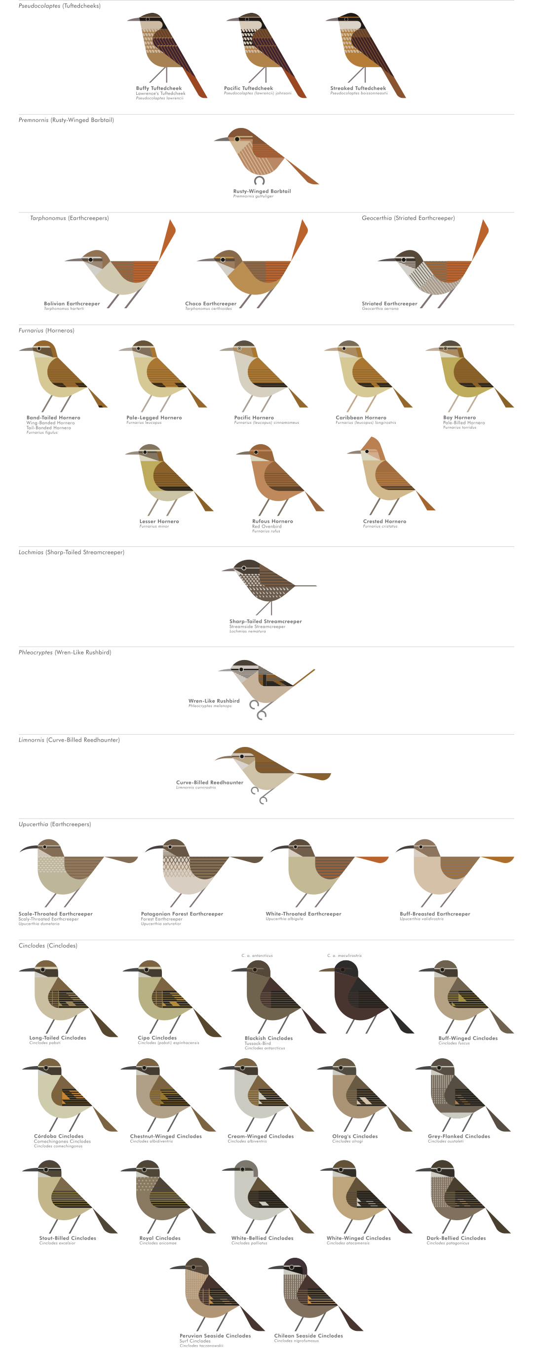 scott partridge - AVE - avian vector encyclopedia - furnariidae - bird vector art