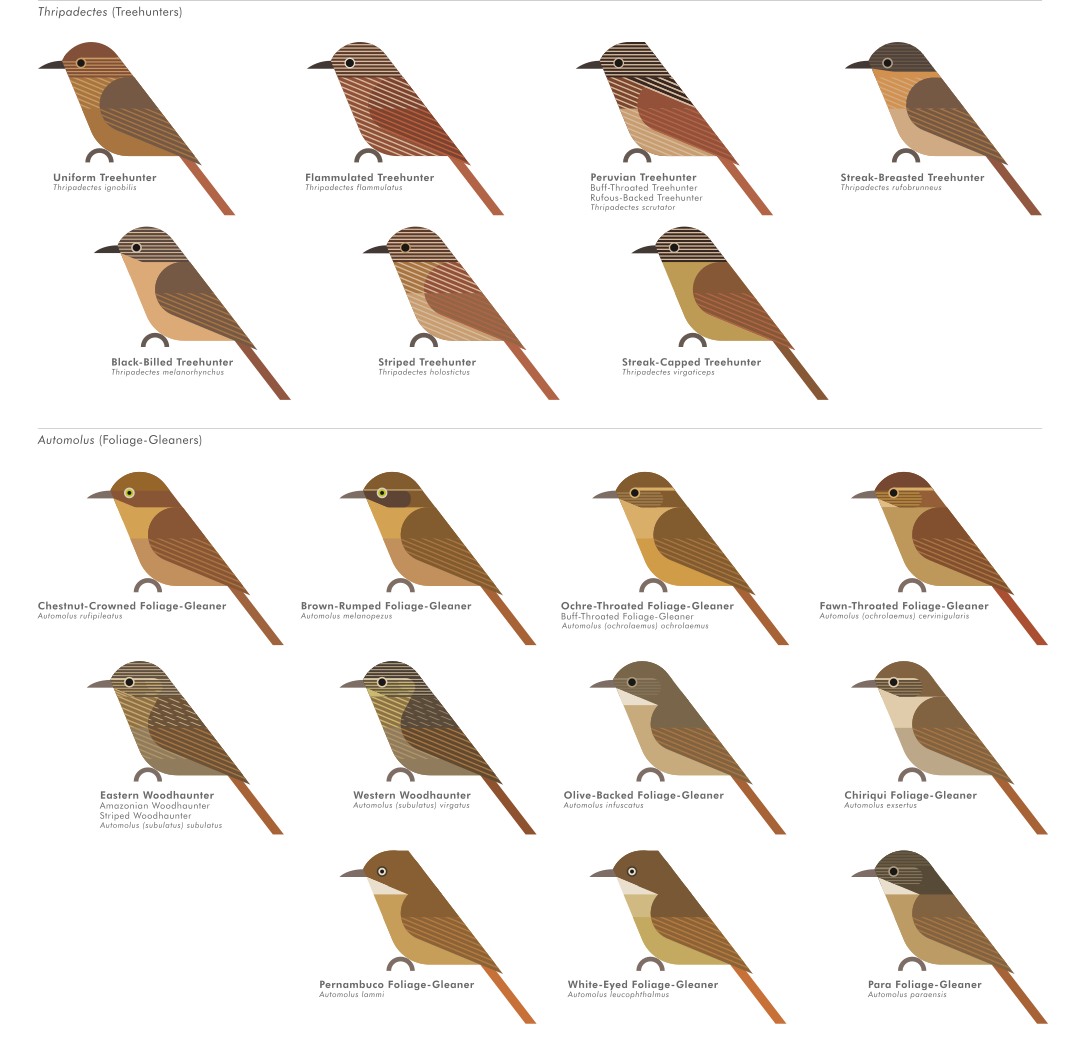 scott partridge - AVE - avian vector encyclopedia - furnariidae - bird vector art