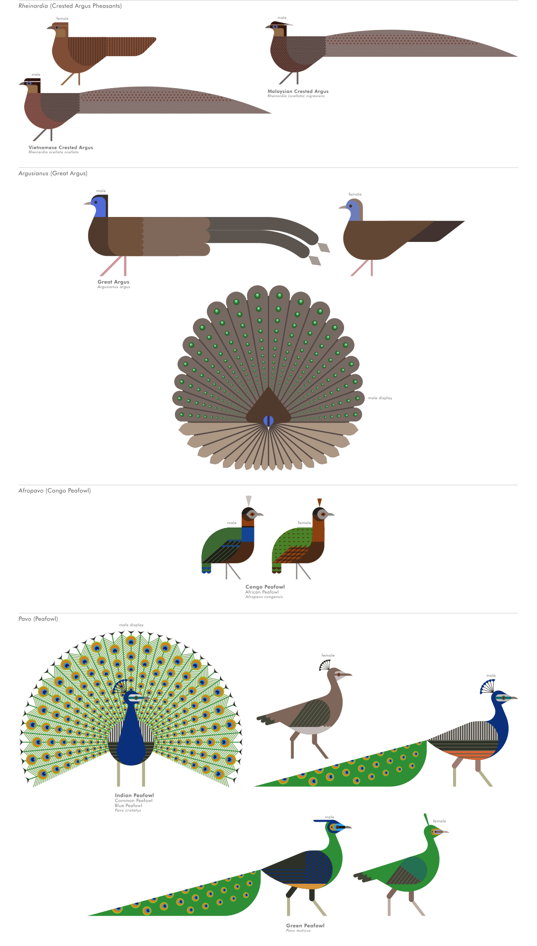 scott partridge - ave - avian vector encyclopedia - peafowl - bird vector art