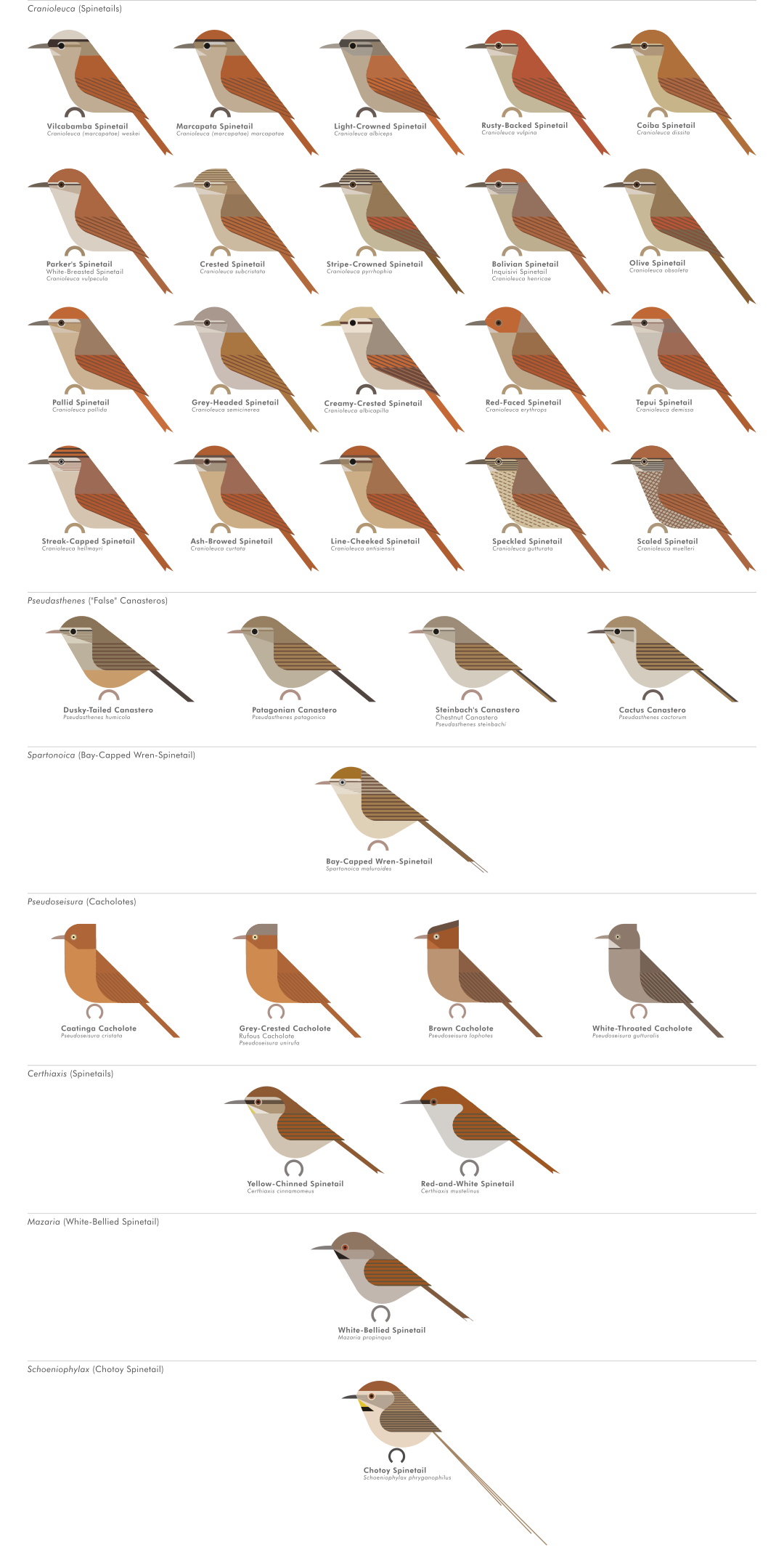 scott partridge - AVE - avian vector encyclopedia - furnariidae - bird vector art