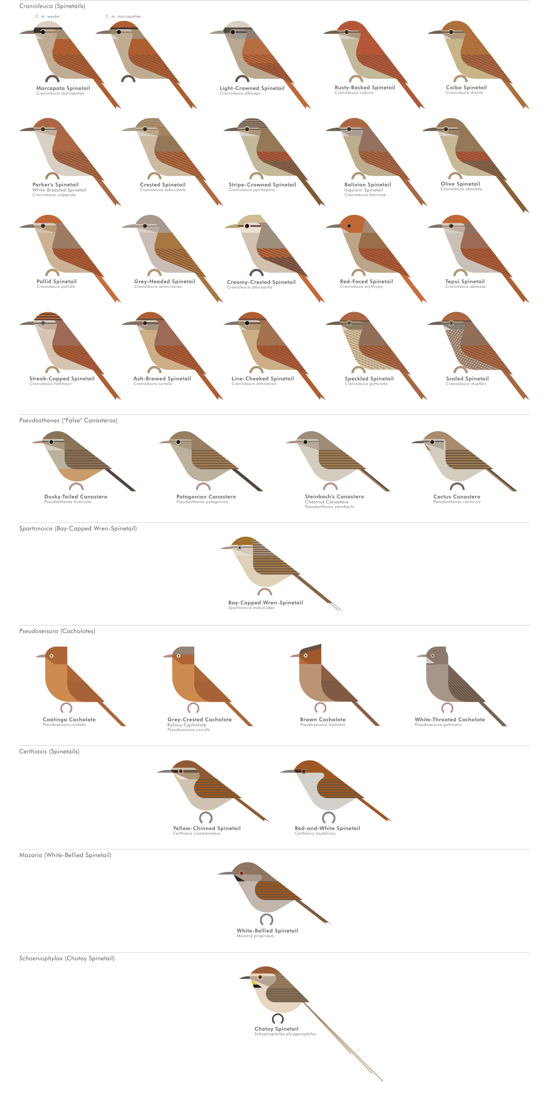scott partridge - AVE - avian vector encyclopedia - furnariidae - bird vector art
