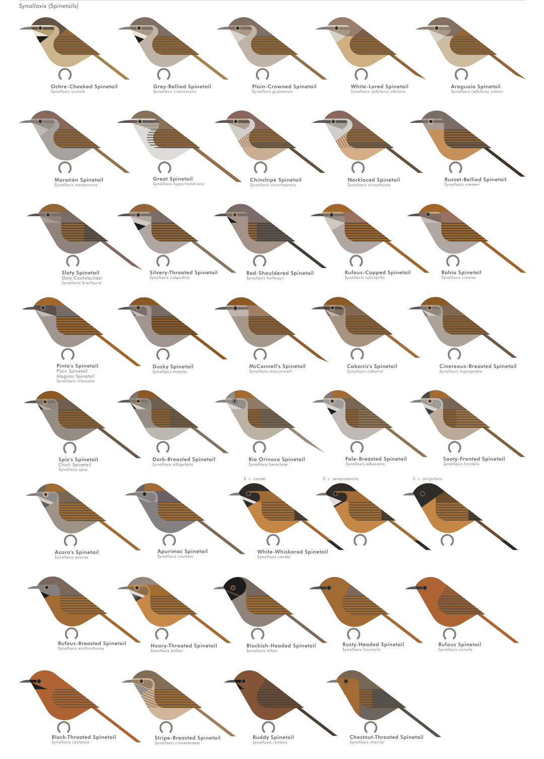 scott partridge - AVE - avian vector encyclopedia - furnariidae - bird vector art