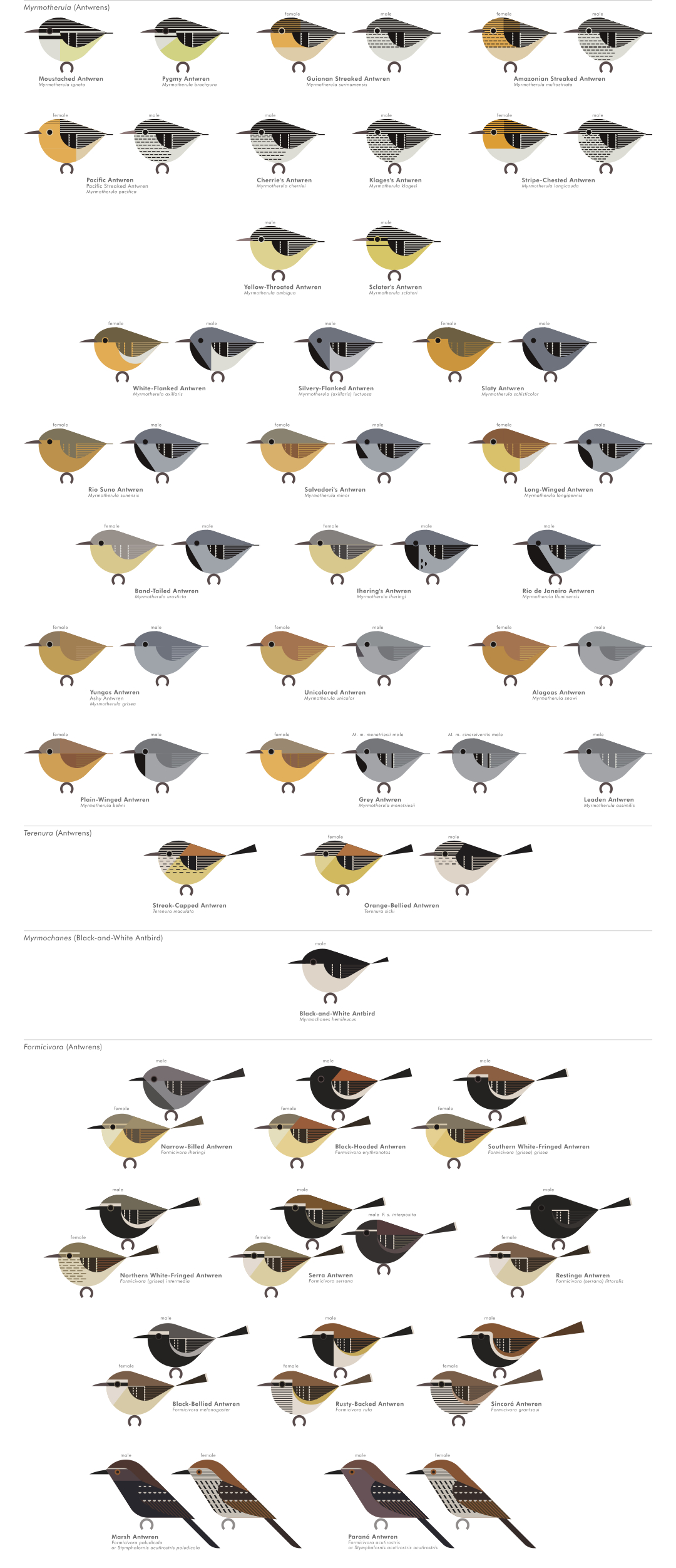 scott partridge - AVE - avian vector encyclopedia - antbirds - bird vector art