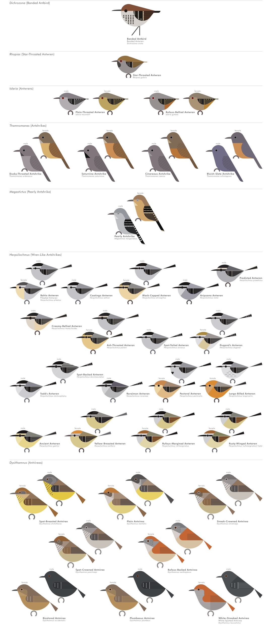 scott partridge - AVE - avian vector encyclopedia - antshrikes - bird vector art