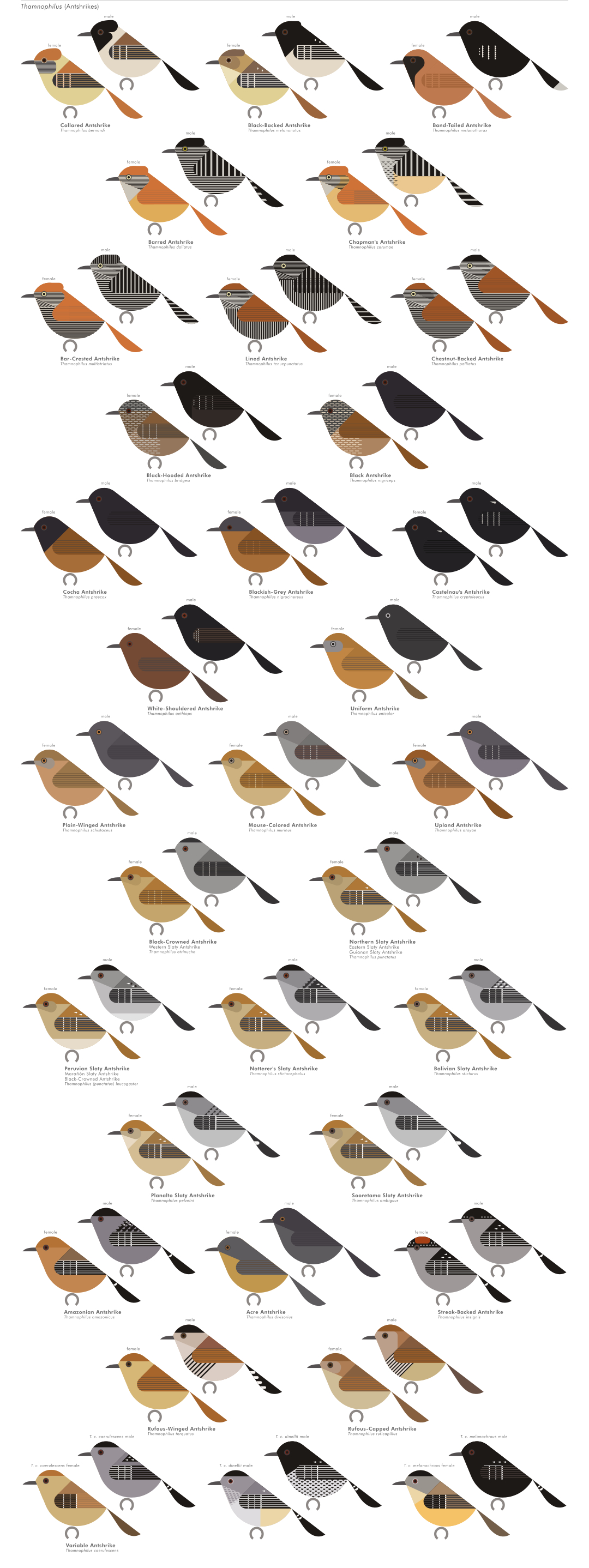scott partridge - AVE - avian vector encyclopedia - antshrikes - bird vector art