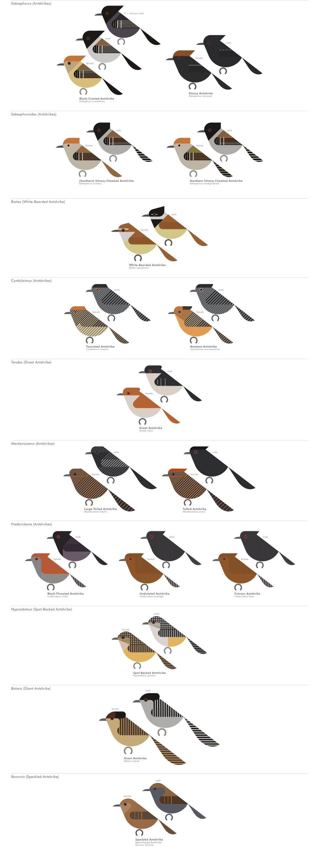 scott partridge - AVE - avian vector encyclopedia - antbirds - bird vector art