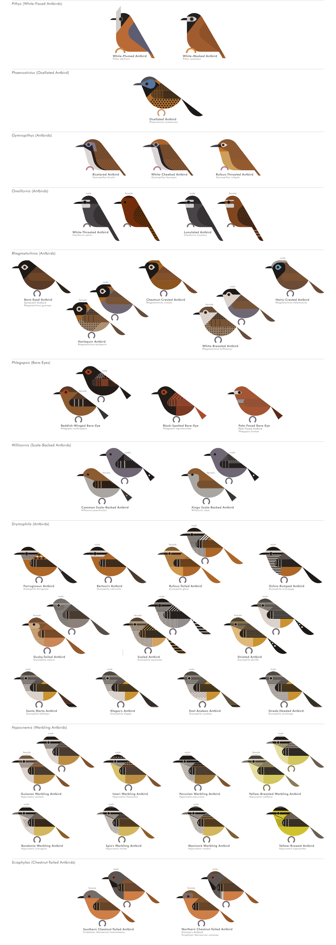 scott partridge - AVE - avian vector encyclopedia - antbirds - bird vector art