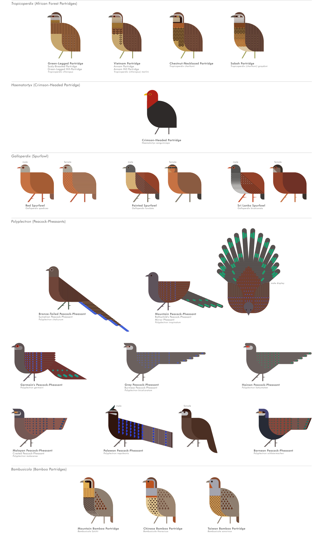 scott partridge - ave - avian vector encyclopedia - phasianidae - bird vector art
