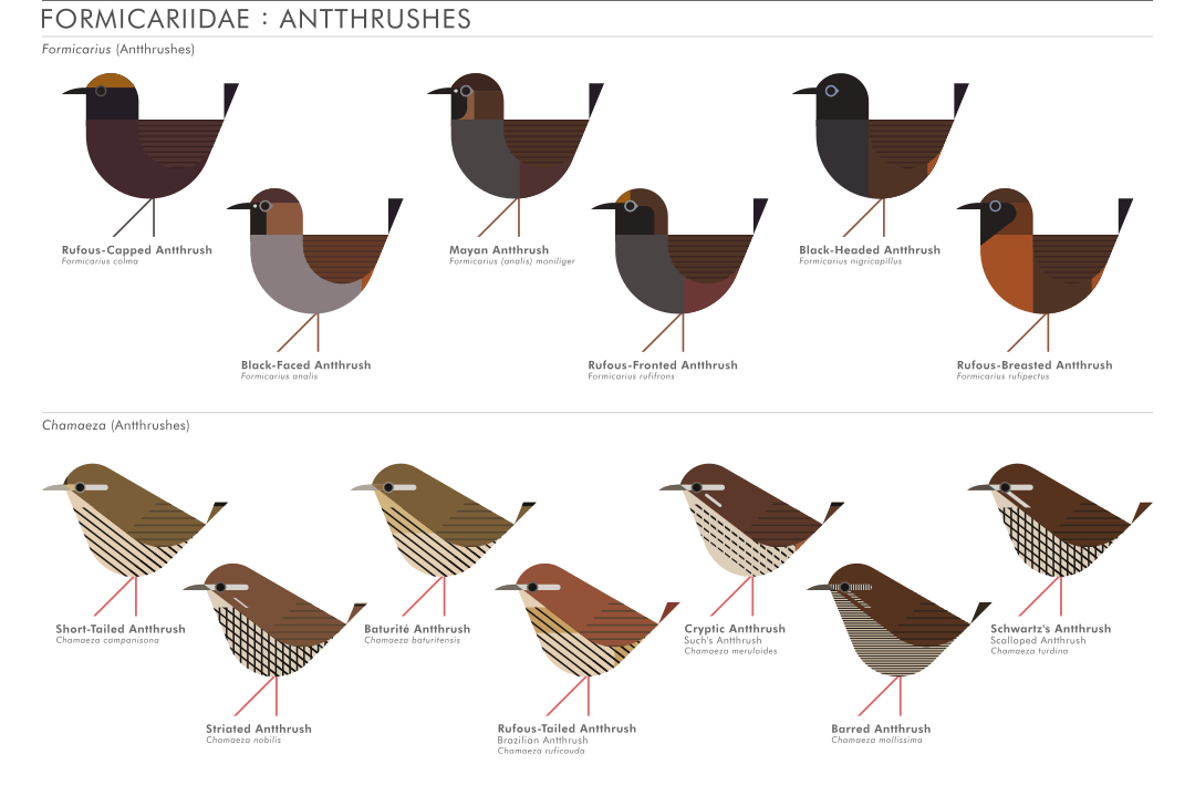 scott partridge - AVE - avian vector encyclopedia - antthrushes - bird vector art