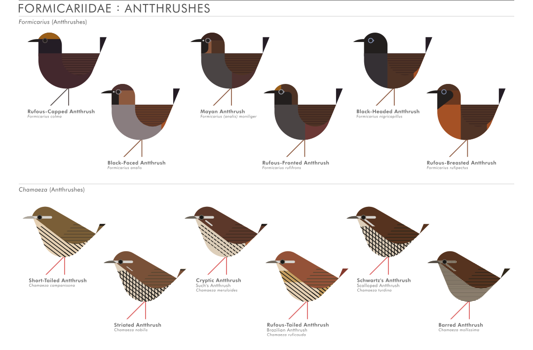 scott partridge - AVE - avian vector encyclopedia - antthrushes - bird vector art