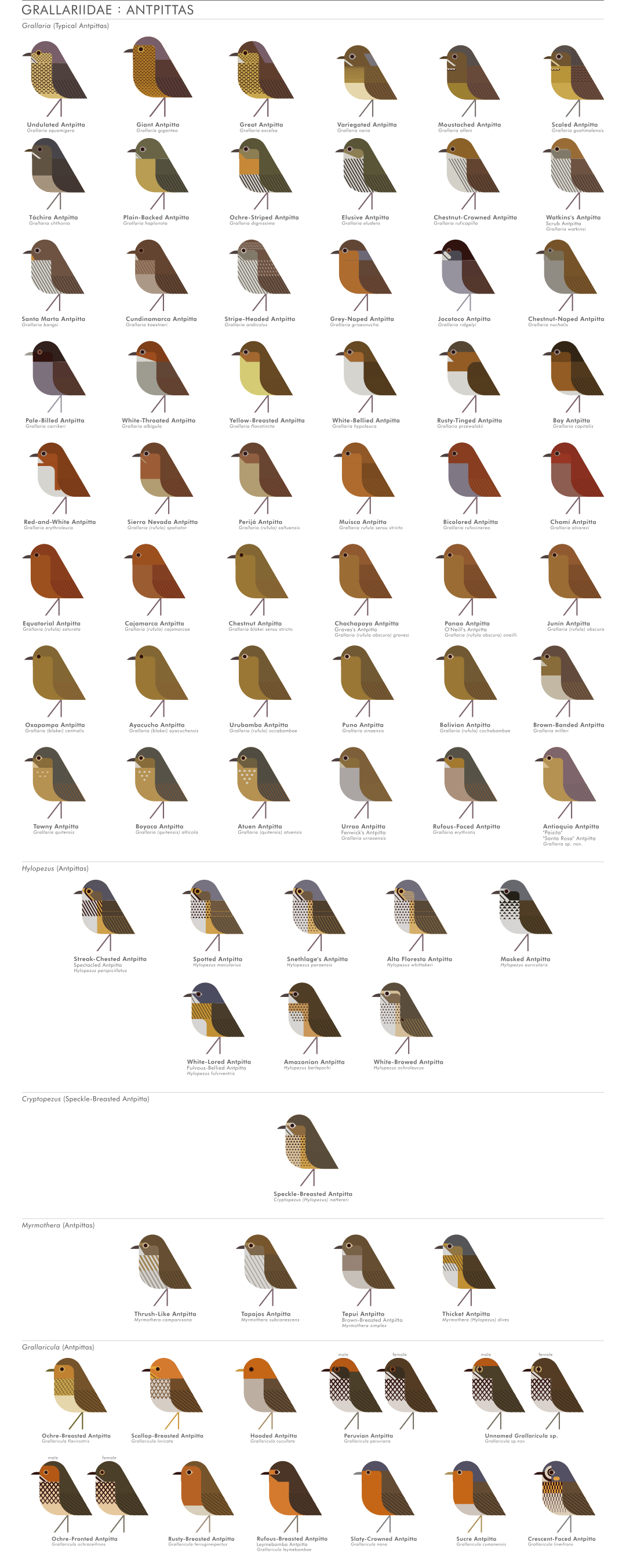 scott partridge - AVE - avian vector encyclopedia - antpittas - bird vector art