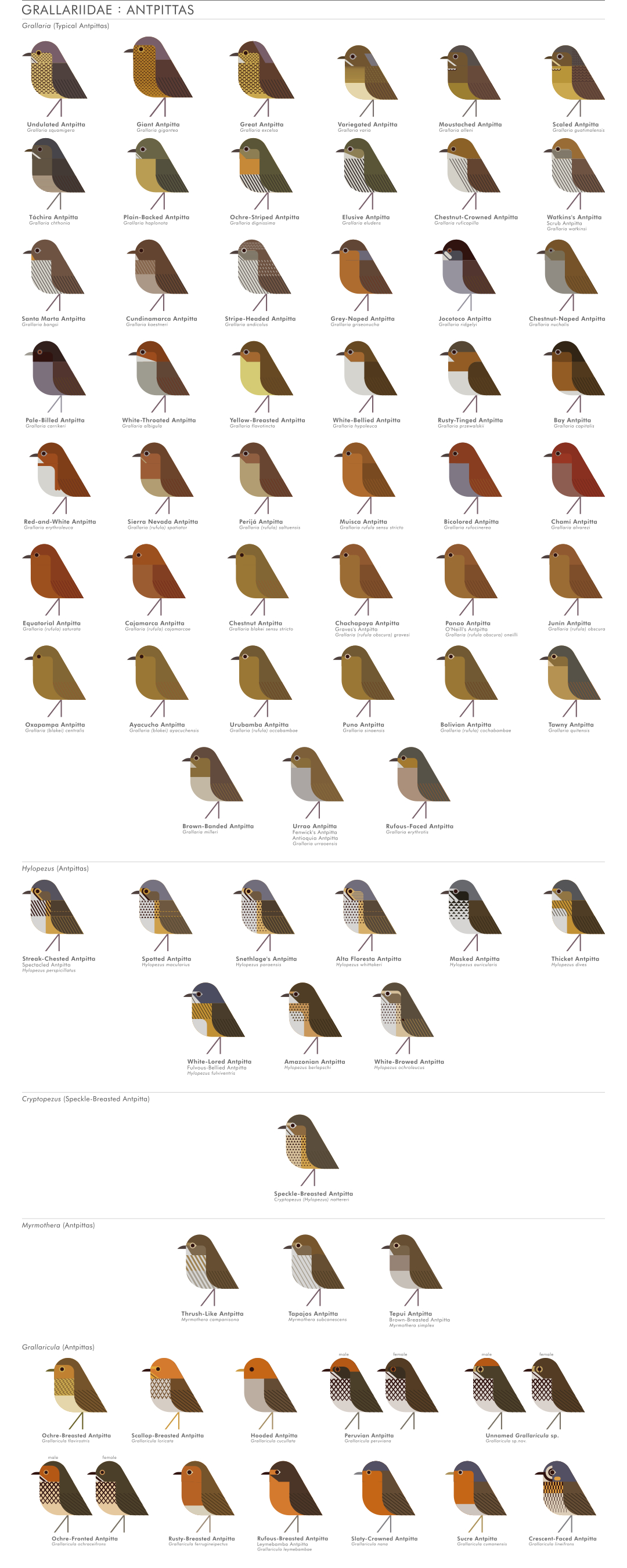 scott partridge - AVE - avian vector encyclopedia - antpittas - bird vector art