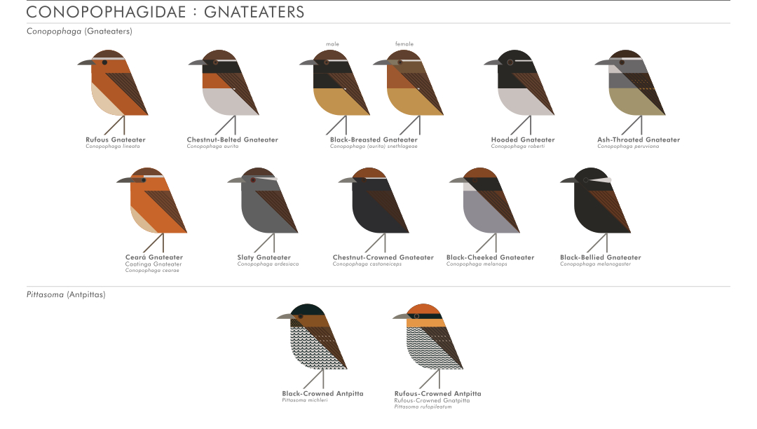 scott partridge - AVE - avian vector encyclopedia - gnateaters Conopophagidae - bird vector art