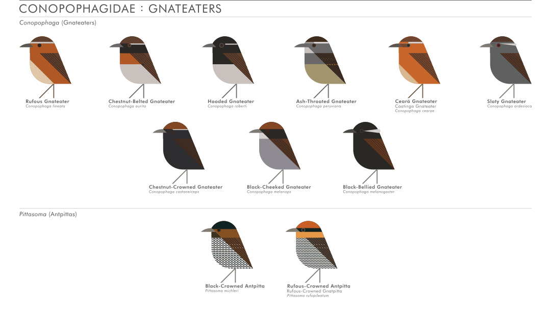scott partridge - AVE - avian vector encyclopedia - gnateaters Conopophagidae - bird vector art