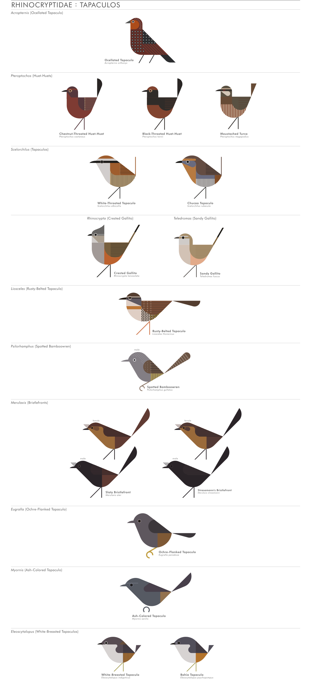 scott partridge - AVE - avian vector encyclopedia - tapaculos - bird vector art