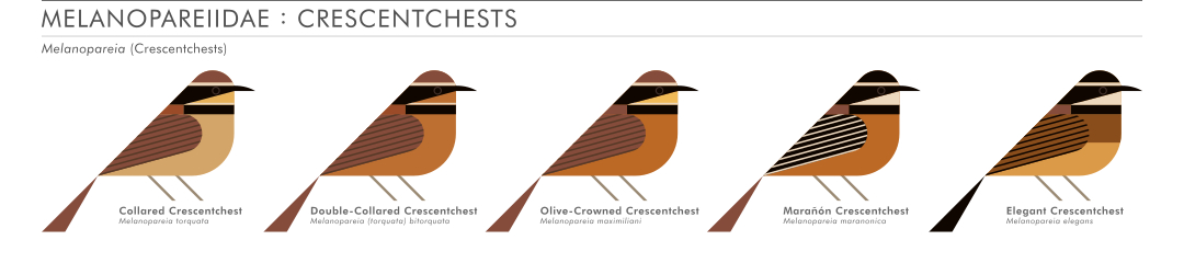 scott partridge - AVE - avian vector encyclopedia - crescentchests - Melanopareiidae - bird vector art