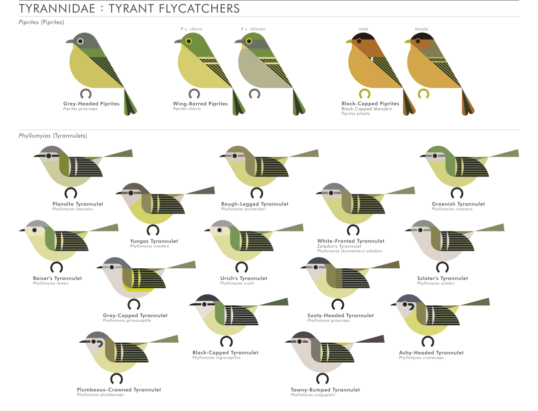 scott partridge - AVE - avian vector encyclopedia - tyrannulets - bird vector art