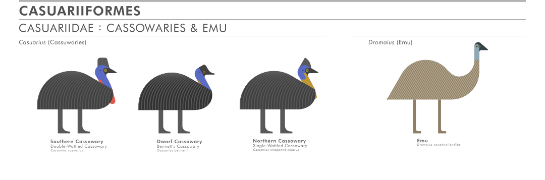 scott partridge - ave - avian vector encyclopedia - ratites cassowaries