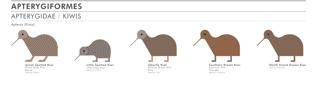 scott partridge - ave - avian vector encyclopedia - ratites kiwis