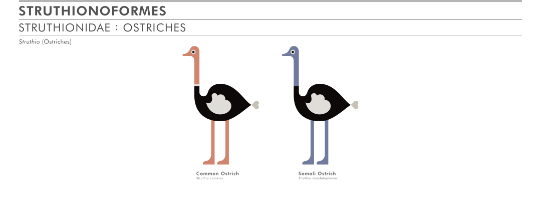 scott partridge - ave - avian vector encyclopedia - ratites ostriches