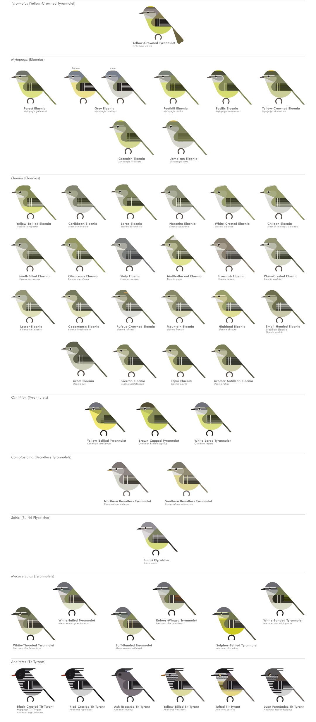 scott partridge - AVE - avian vector encyclopedia - tyrannulets - bird vector art