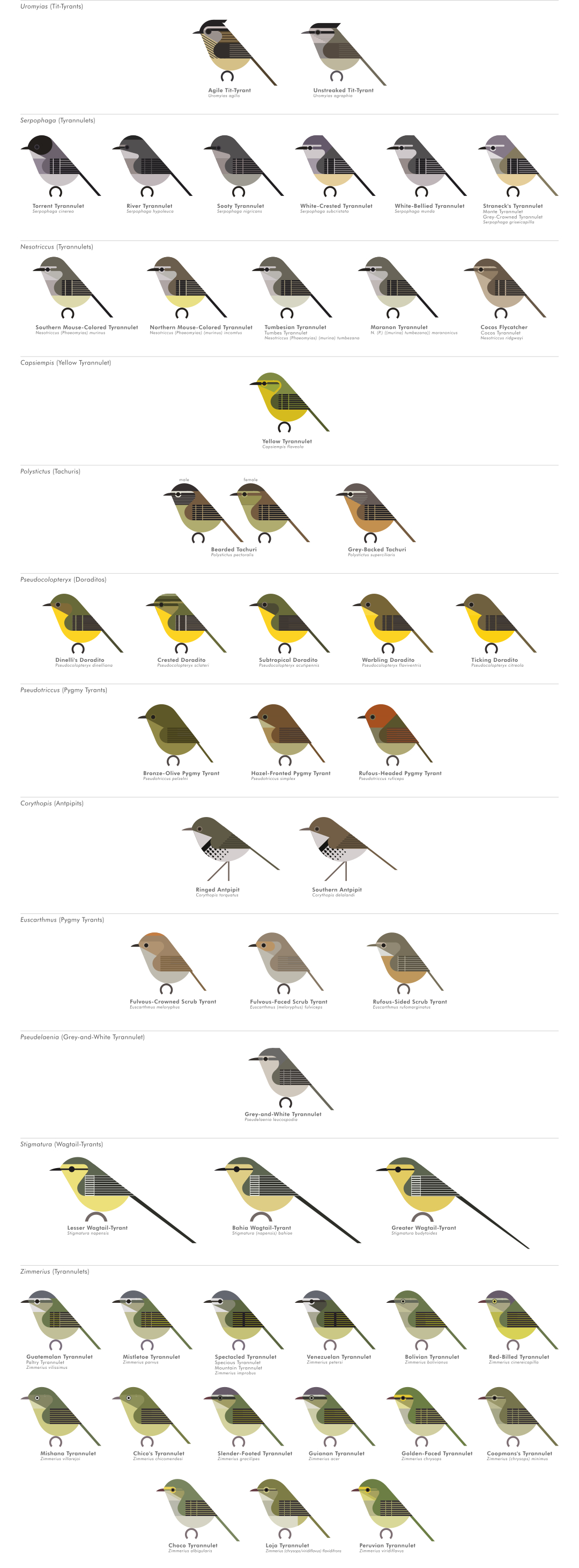 scott partridge - AVE - avian vector encyclopedia - tyrannulets - bird vector art