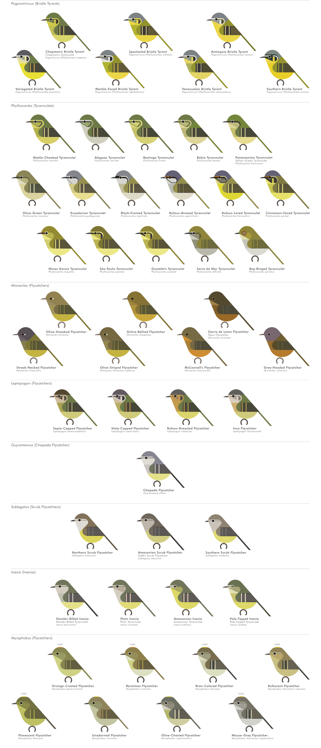 scott partridge - AVE - avian vector encyclopedia - new world flycatchers - bird vector art