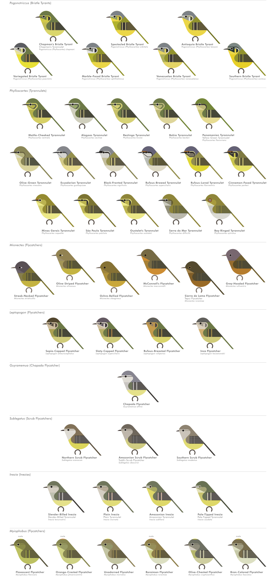 scott partridge - AVE - avian vector encyclopedia - new world flycatchers - bird vector art