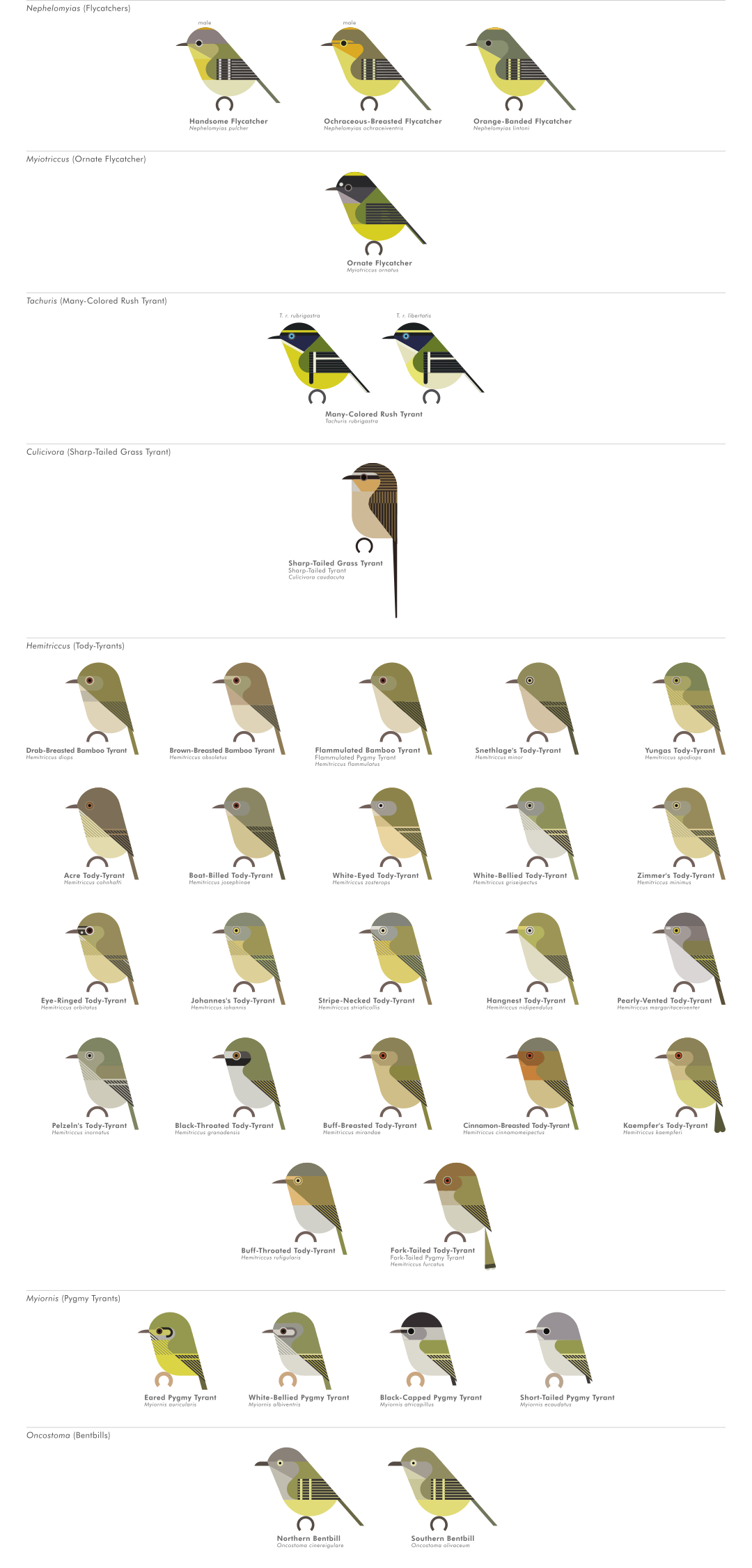 scott partridge - AVE - avian vector encyclopedia - new world flycatchers - bird vector art