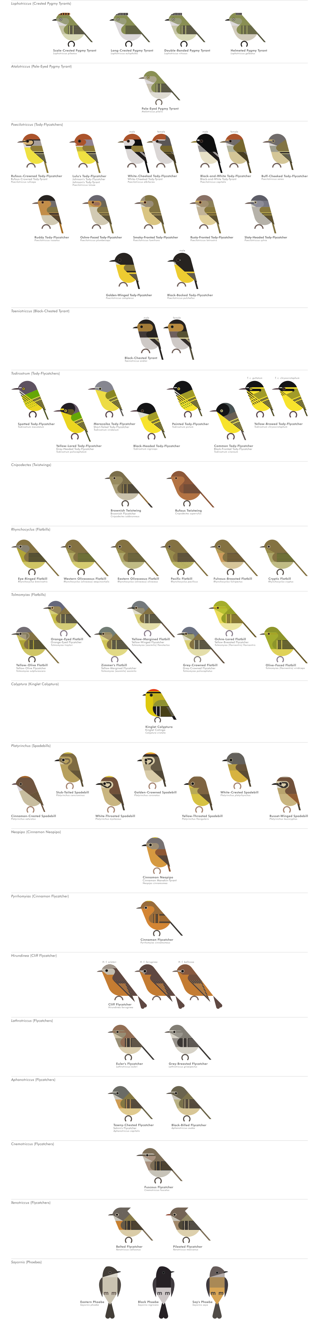 scott partridge - AVE - avian vector encyclopedia - new world flycatchers - bird vector art