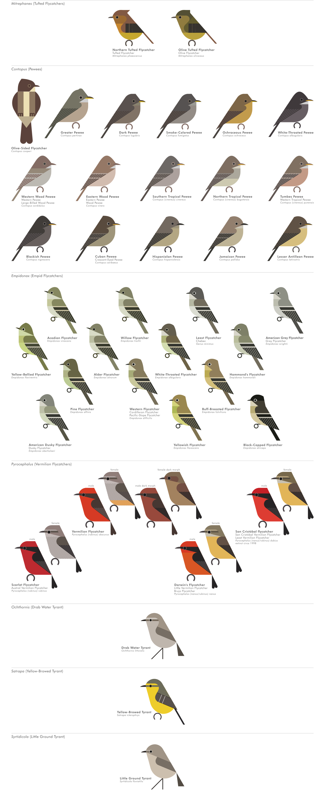 scott partridge - AVE - avian vector encyclopedia - new world flycatchers - bird vector art