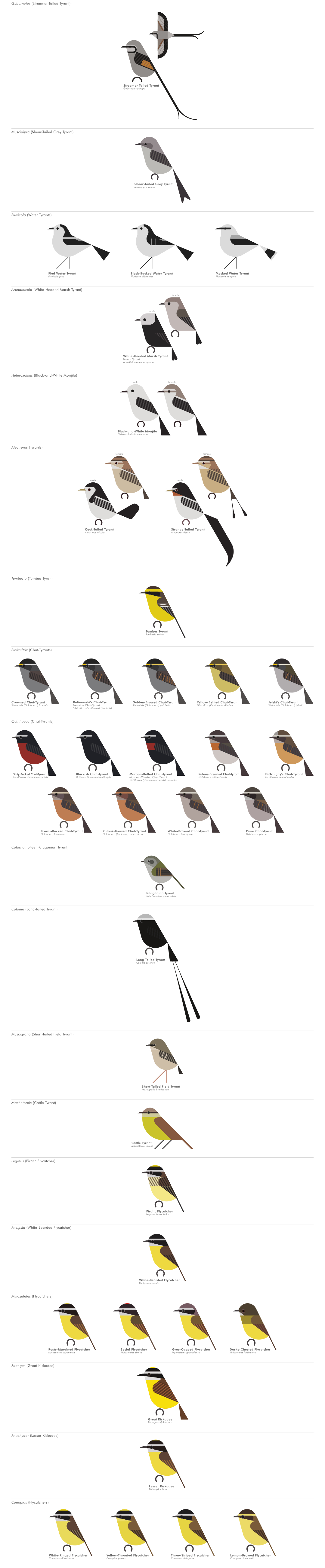 scott partridge - AVE - avian vector encyclopedia - new world flycatchers - bird vector art