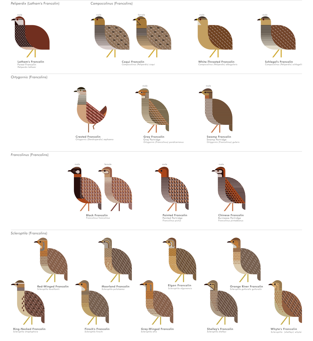 scott partridge - ave - avian vector encyclopedia - francolins - bird vector art